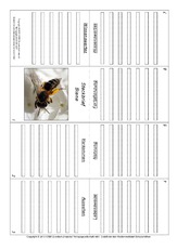 Faltbuch-Biene.pdf